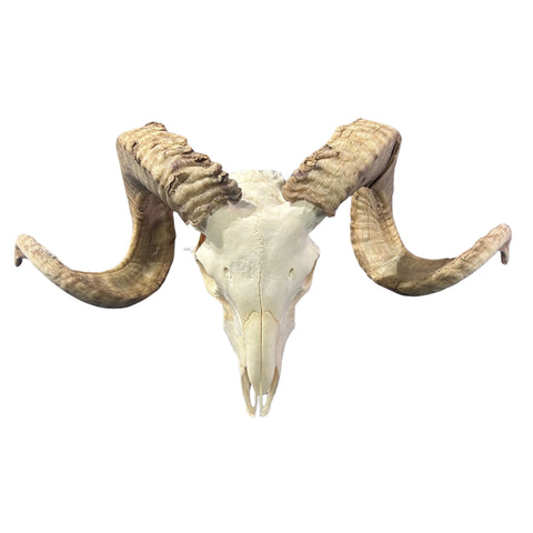 Real Ram Skull - Merino Ram Skull - Size: 24"X12X7" Sheep Skull Horns Wall Art Antler Cowboy Gift, Western Decor, 27" horns