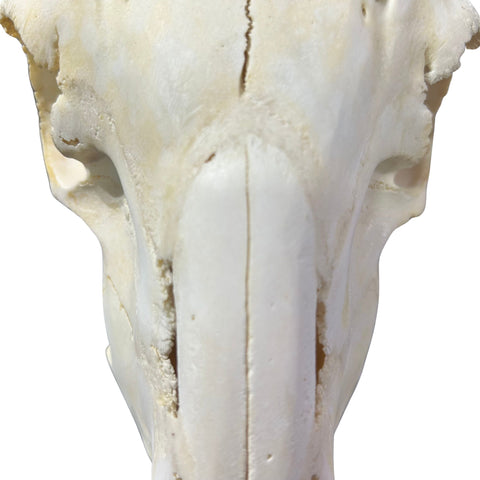Real Merino Ram Skull – Detachable Horns, Western Wall Art, Cowboy Decor