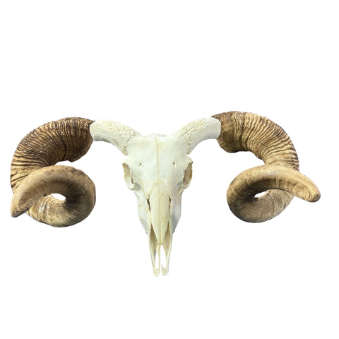 Real Ram Skull - BIG Merino Ram Skull - Size: 24"X13X8" Sheep Skull Horns Wall Art Antler Cowboy Gift, Western Decor, Horns 29 and 29.5"