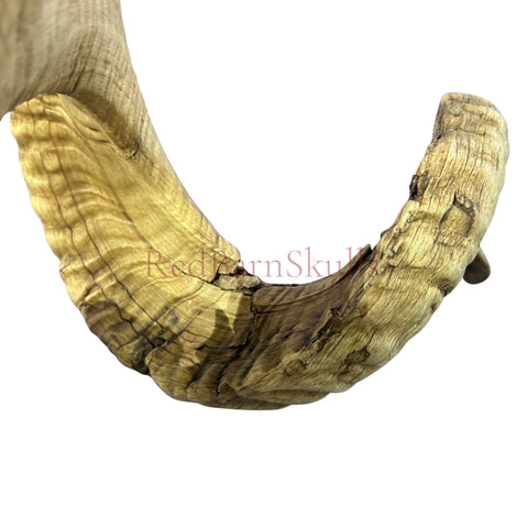 Real Ram Skull - BIG Merino Ram Skull - Size: 27"X13X9" Sheep Skull Horns Wall Art Antler Cowboy Gift, Western Decor, Horns 36 and 37"