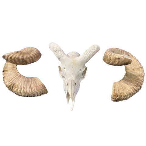 Real Ram Skull - Merino Ram Skull - Size: 18"X13X8" Sheep Skull Horns Wall Art Antler Cowboy Gift, Western Decor, 25" and 27.5" horns
