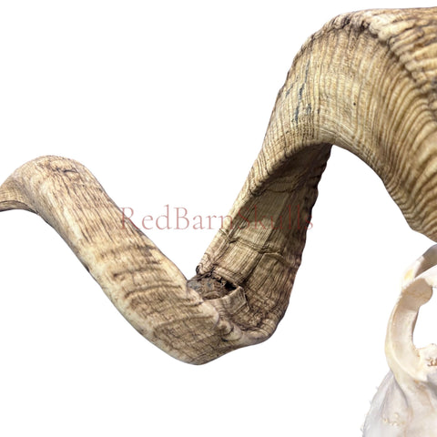 Real Ram Skull - BIG Merino Ram Skull - Size: 27"X13X9" Sheep Skull Horns Wall Art Antler Cowboy Gift, Western Decor, Horns 36 and 37"