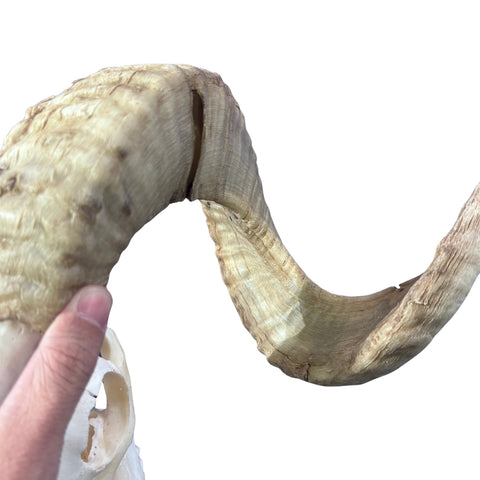 Real Ram Skull - Merino Ram Skull - Size: 24"X12X7" Sheep Skull Horns Wall Art Antler Cowboy Gift, Western Decor, 27" horns