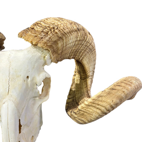 Real Merino Ram Skull – Detachable Horns, Western Wall Art, Cowboy Decor