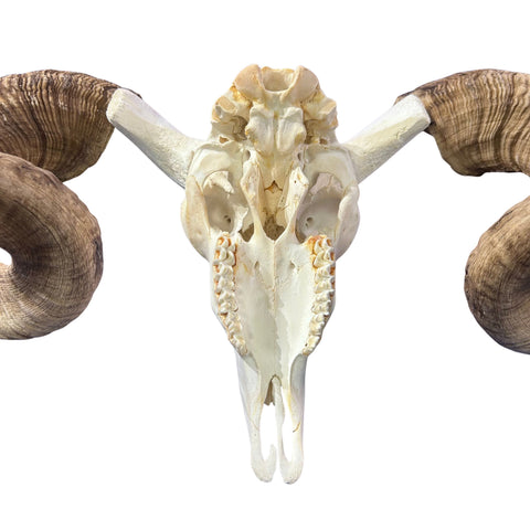 Real Ram Skull - BIG Merino Ram Skull - Size: 24"X13X8" Sheep Skull Horns Wall Art Antler Cowboy Gift, Western Decor, Horns 29 and 29.5"