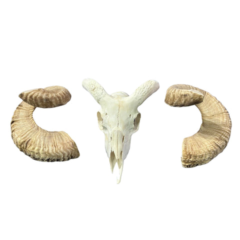 Real Ram Skull - Merino Ram Skull - Size: 18"X13X8" Sheep Skull Horns Wall Art Antler Cowboy Gift, Western Decor, 25" and 27.5" horns