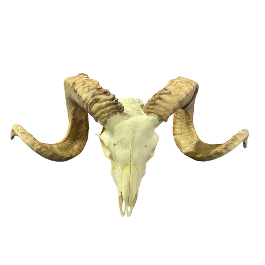 Real Ram Skull - Merino Ram Skull - Size: 24"X12X7" Sheep Skull Horns Wall Art Antler Cowboy Gift, Western Decor, 27" horns