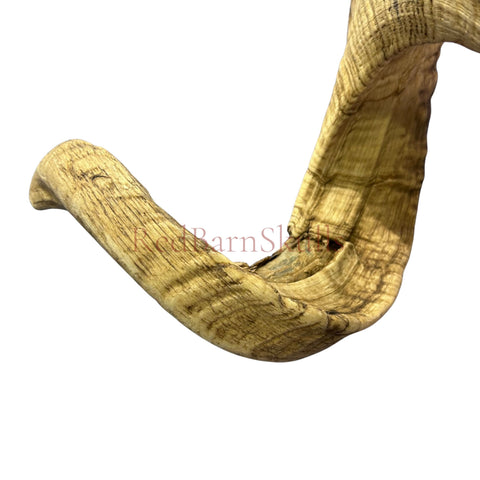 Real Ram Skull - BIG Merino Ram Skull - Size: 27"X13X9" Sheep Skull Horns Wall Art Antler Cowboy Gift, Western Decor, Horns 36 and 37"