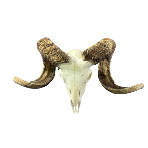 Real Ram Skull - BIG Merino Ram Skull - Size: 24"X13X8" Sheep Skull Horns Wall Art Antler Cowboy Gift, Western Decor, Horns 29 and 29.5"