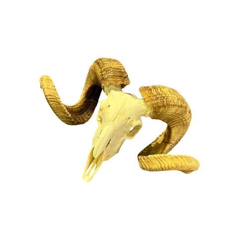 Real Merino Ram Skull – Detachable Horns, Western Wall Art, Cowboy Decor