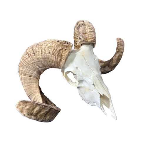Real Ram Skull - Merino Ram Skull - Size: 18"X13X8" Sheep Skull Horns Wall Art Antler Cowboy Gift, Western Decor, 25" and 27.5" horns