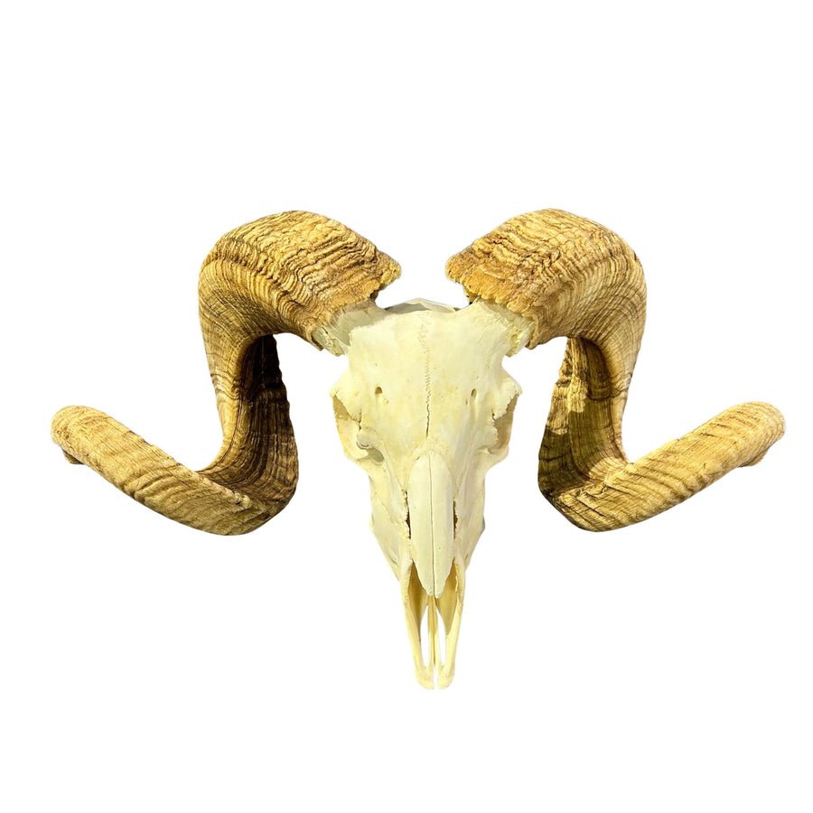 Real Merino Ram Skull – Detachable Horns, Western Wall Art, Cowboy Decor