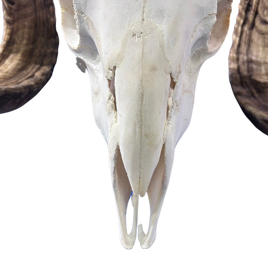 Real Ram Skull - BIG Merino Ram Skull - Size: 24"X13X8" Sheep Skull Horns Wall Art Antler Cowboy Gift, Western Decor, Horns 29 and 29.5"