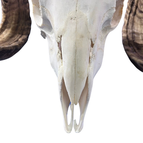 Real Ram Skull - BIG Merino Ram Skull - Size: 24"X13X8" Sheep Skull Horns Wall Art Antler Cowboy Gift, Western Decor, Horns 29 and 29.5"