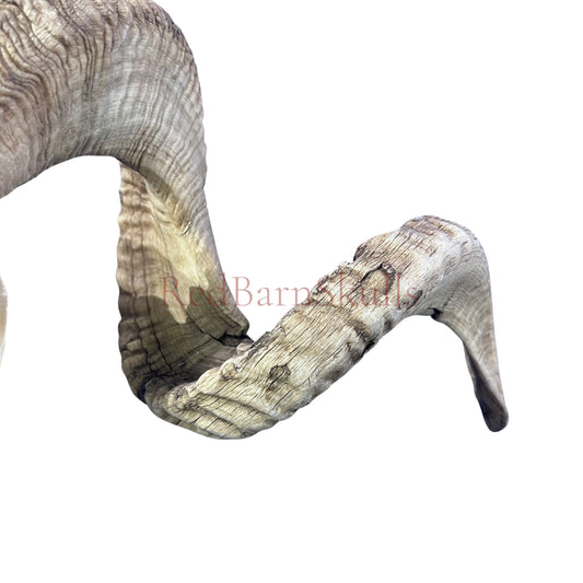 Real Ram Skull - BIG Merino Ram Skull - Size: 27"X13X9" Sheep Skull Horns Wall Art Antler Cowboy Gift, Western Decor, Horns 36 and 37"