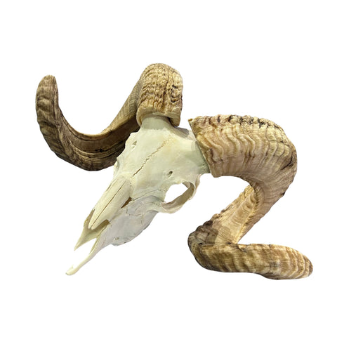 Real Ram Skull - Merino Ram Skull - Size: 18"X13X8" Sheep Skull Horns Wall Art Antler Cowboy Gift, Western Decor, 25" and 27.5" horns