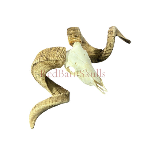 Real Ram Skull - BIG Merino Ram Skull - Size: 27"X13X9" Sheep Skull Horns Wall Art Antler Cowboy Gift, Western Decor, Horns 36 and 37"