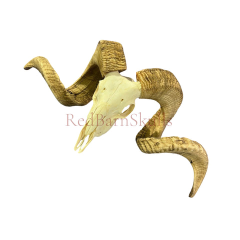 Real Ram Skull - BIG Merino Ram Skull - Size: 27"X13X9" Sheep Skull Horns Wall Art Antler Cowboy Gift, Western Decor, Horns 36 and 37"