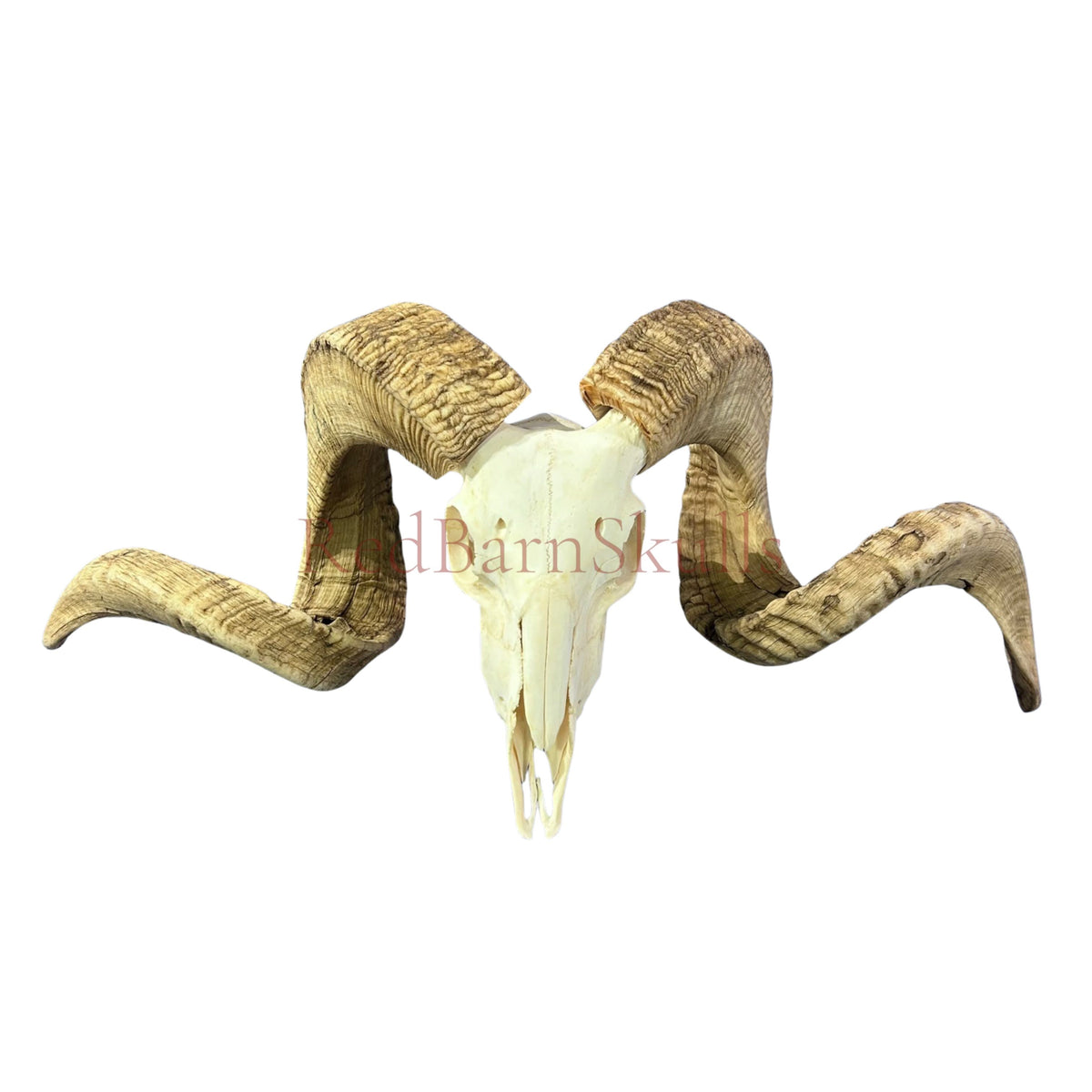Real Ram Skull - BIG Merino Ram Skull - Size: 27"X13X9" Sheep Skull Horns Wall Art Antler Cowboy Gift, Western Decor, Horns 36 and 37"