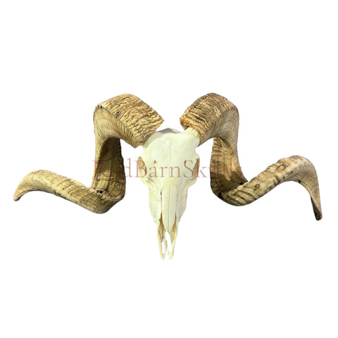 Real Ram Skull - BIG Merino Ram Skull - Size: 27"X13X9" Sheep Skull Horns Wall Art Antler Cowboy Gift, Western Decor, Horns 36 and 37"