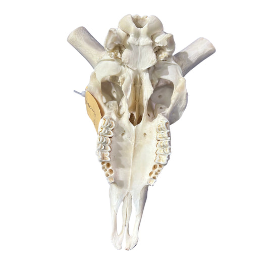 Real Ram Skull - Merino Ram Skull - Size: 23"X13X9" Sheep Skull Horns Wall Art Antler Cowboy Gift, Western Decor, 26" horns