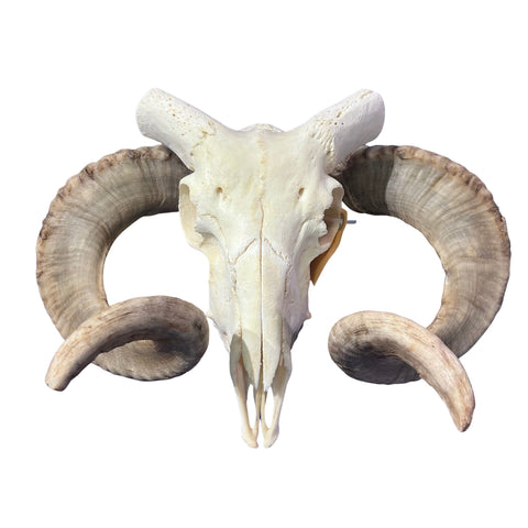 Real Ram Skull - Merino Ram Skull - Size: 23"X13X9" Sheep Skull Horns Wall Art Antler Cowboy Gift, Western Decor, 26" horns