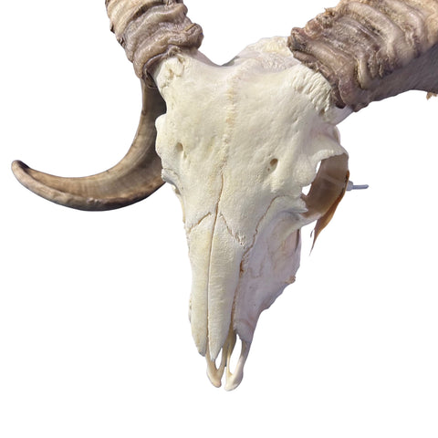 Real Ram Skull - Merino Ram Skull - Size: 23"X13X9" Sheep Skull Horns Wall Art Antler Cowboy Gift, Western Decor, 26" horns