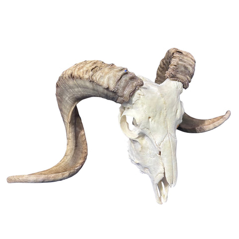 Real Ram Skull - Merino Ram Skull - Size: 23"X13X9" Sheep Skull Horns Wall Art Antler Cowboy Gift, Western Decor, 26" horns