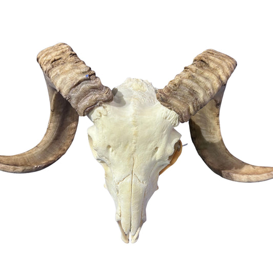 Real Ram Skull - Merino Ram Skull - Size: 23"X13X9" Sheep Skull Horns Wall Art Antler Cowboy Gift, Western Decor, 26" horns