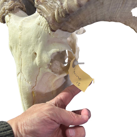 Real Ram Skull - Merino Ram Skull - Size: 23"X13X9" Sheep Skull Horns Wall Art Antler Cowboy Gift, Western Decor, 26" horns