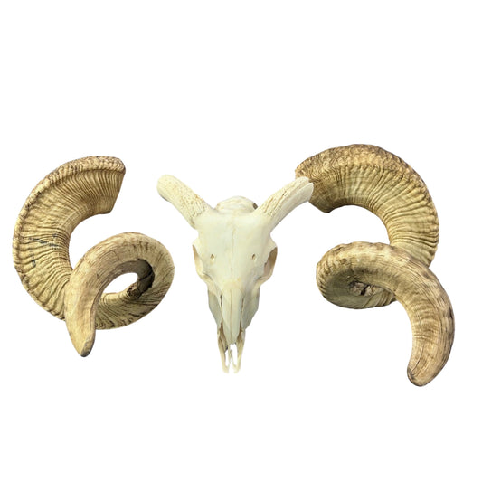Real Ram Skull - BIG Merino Ram Skull - Size: 27"X13X9" Sheep Skull Horns Wall Art Antler Cowboy Gift, Western Decor, Horns 36 and 37"