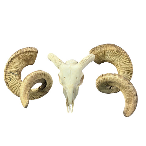 Real Ram Skull - BIG Merino Ram Skull - Size: 27"X13X9" Sheep Skull Horns Wall Art Antler Cowboy Gift, Western Decor, Horns 36 and 37"