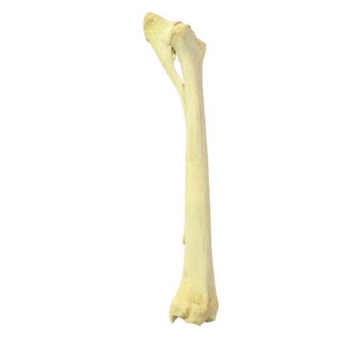 Real Giraffe Leg Bone About 35" long - Natural Giraffe Leg Bone