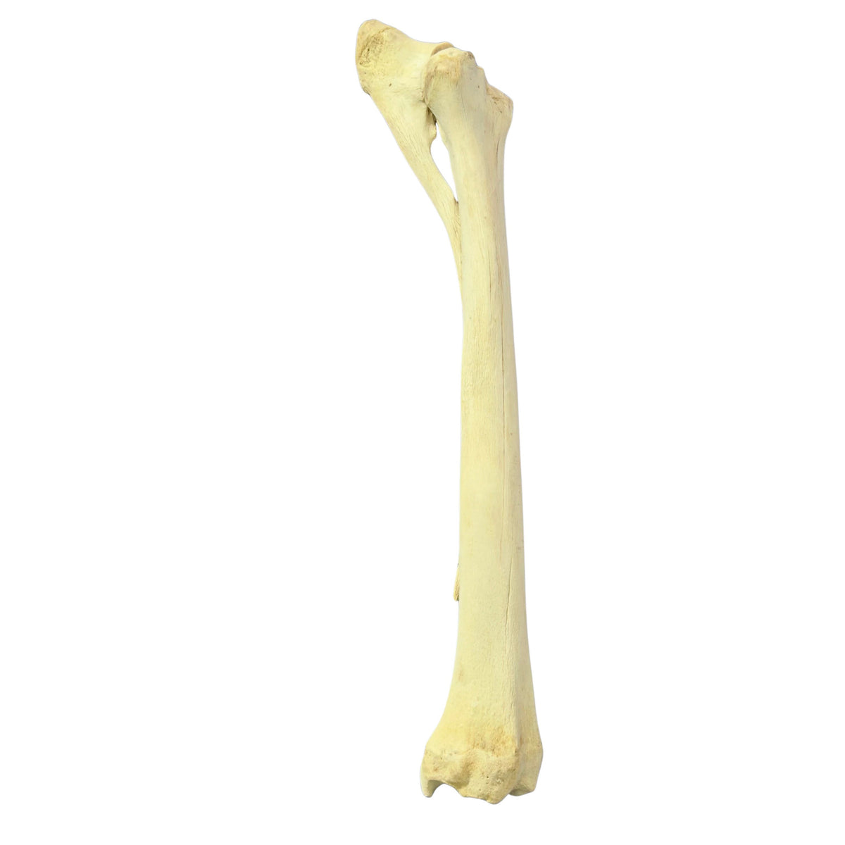 Real Giraffe Leg Bone About 35" long - Natural Giraffe Leg Bone