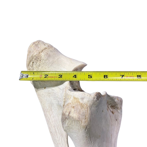Real Giraffe Leg Bone About 35" long - Natural Giraffe Leg Bone