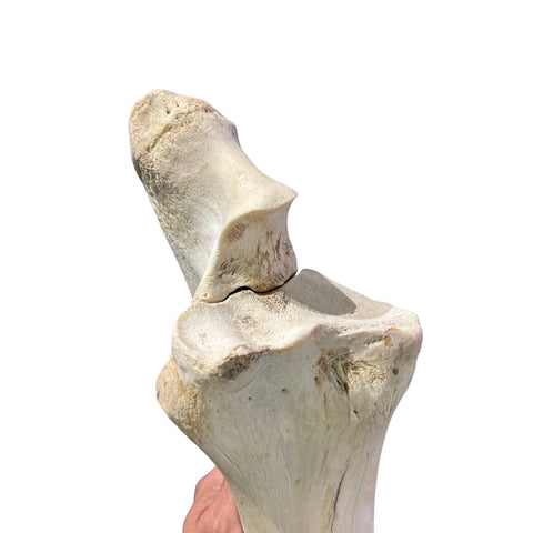 Real Giraffe Leg Bone About 35" long - Natural Giraffe Leg Bone
