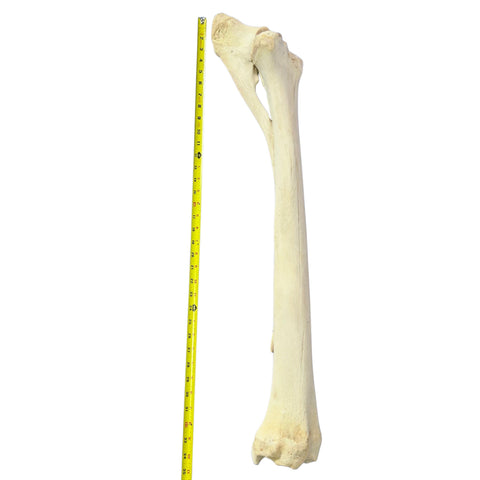 Real Giraffe Leg Bone About 35" long - Natural Giraffe Leg Bone