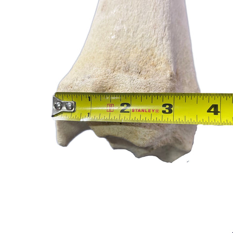 Real Giraffe Leg Bone About 35" long - Natural Giraffe Leg Bone