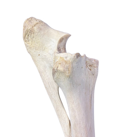 Real Giraffe Leg Bone About 35" long - Natural Giraffe Leg Bone