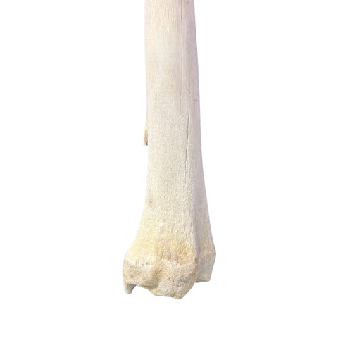 Real Giraffe Leg Bone About 35" long - Natural Giraffe Leg Bone