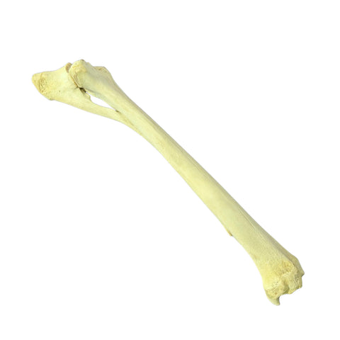 Real Giraffe Leg Bone About 35" long - Natural Giraffe Leg Bone