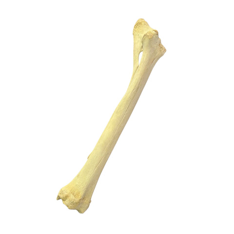 Real Giraffe Leg Bone About 35" long - Natural Giraffe Leg Bone