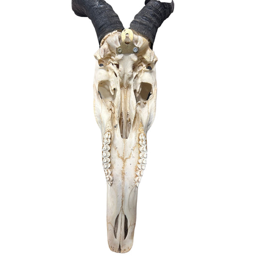 Real Red Hartebeest Skull – African Antelope European Mount (32" Tall). Huge Male Hartebeest Antelope Skull