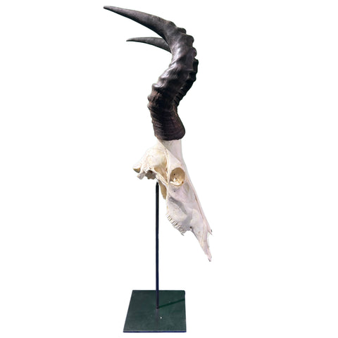 Real Hartebeest Skull on Metal Stand – African Home Decor (36" Tall) - Real Animal Skull on Metal Base