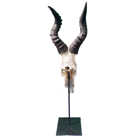 Real Hartebeest Skull on Metal Stand – African Home Decor (36" Tall) - Real Animal Skull on Metal Base