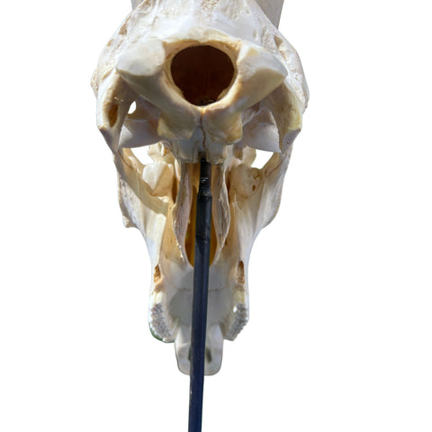Real Hartebeest Skull on Metal Stand – African Home Decor (36" Tall) - Real Animal Skull on Metal Base
