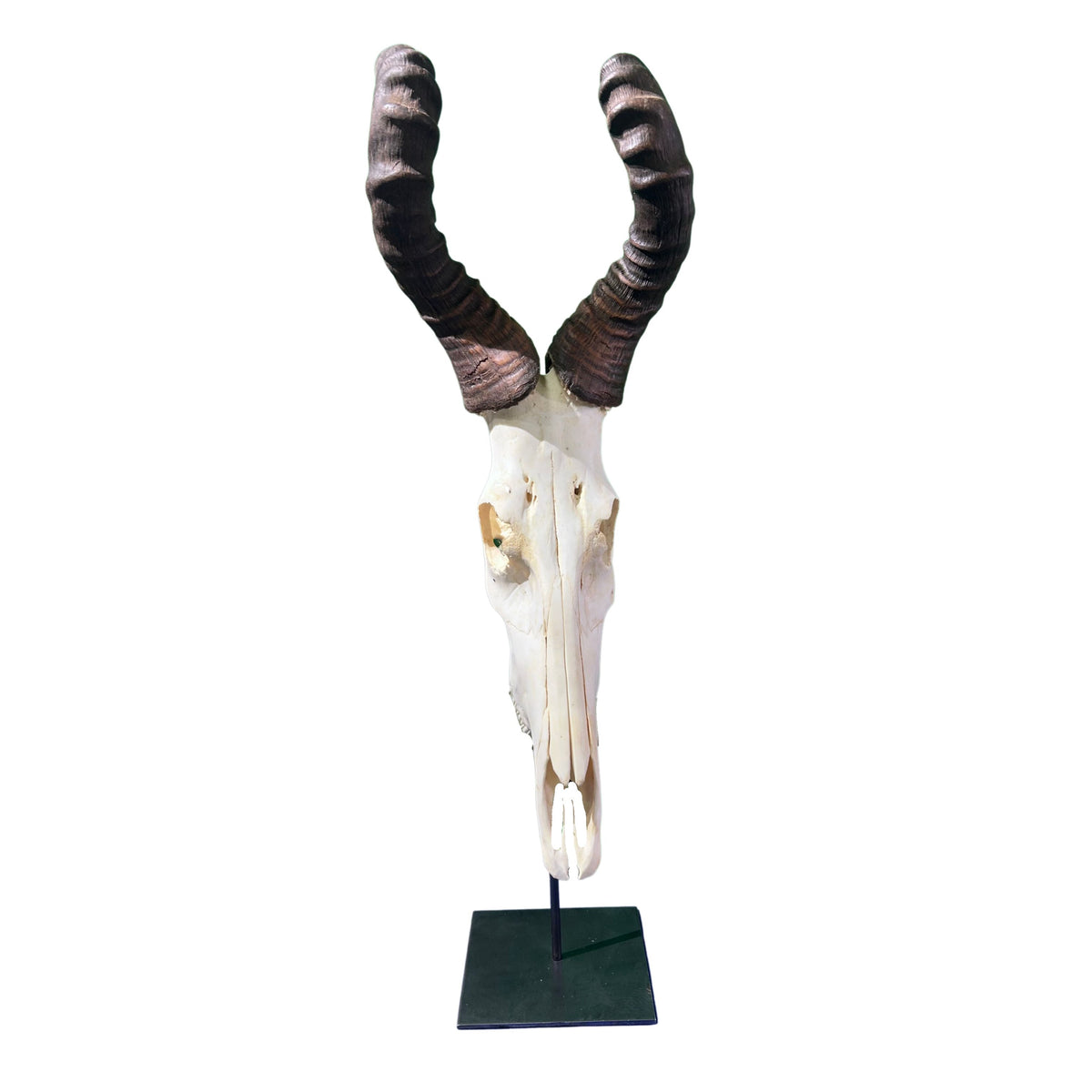 Real Hartebeest Skull on Metal Stand – African Home Decor (36" Tall) - Real Animal Skull on Metal Base