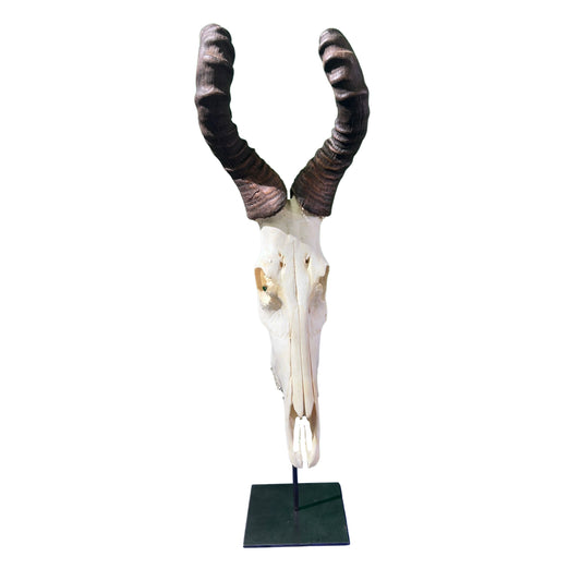 Real Hartebeest Skull on Metal Stand – African Home Decor (36" Tall) - Real African Antelope Skull on Metal Base