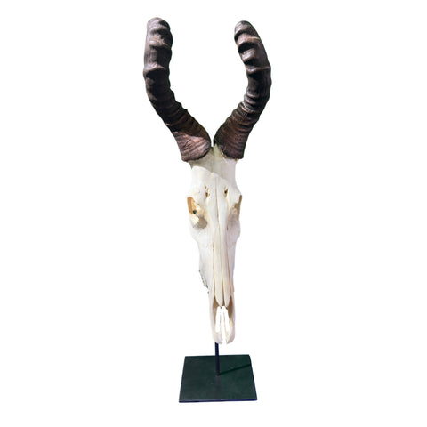 Real Hartebeest Skull on Metal Stand – African Home Decor (36" Tall) - Real Animal Skull on Metal Base