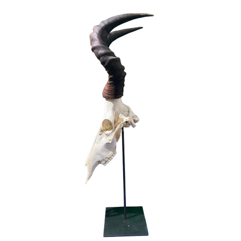 Real Hartebeest Skull on Metal Stand – African Home Decor (36" Tall) - Real Animal Skull on Metal Base